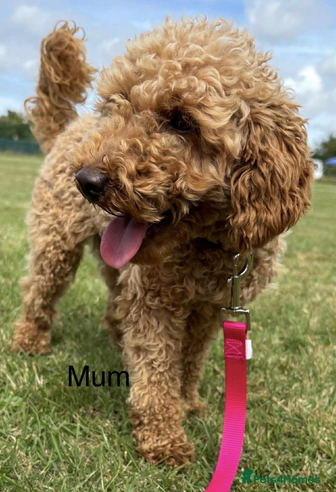 Miniature Poodle dogs for sale: Stunning miniature poodles available - Image 3