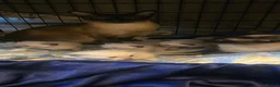 Siamese cats for sale: Stunning Siamese Kittens  - Advert 4