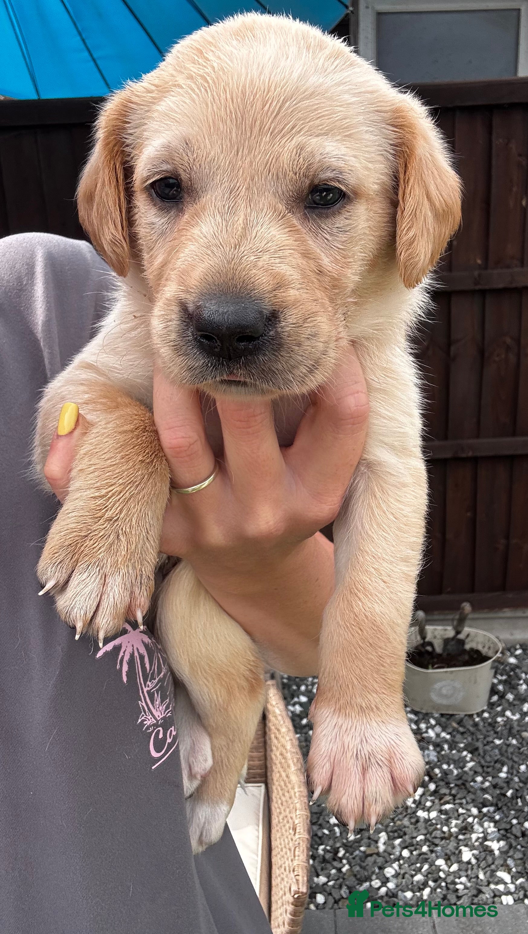 Mixed Breed dogs Beautiful Labrador x Pointer Puppies  - Advert 2
