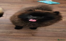 Pomeranian dogs for sale: Pomeranian Boy Pup - Image 6