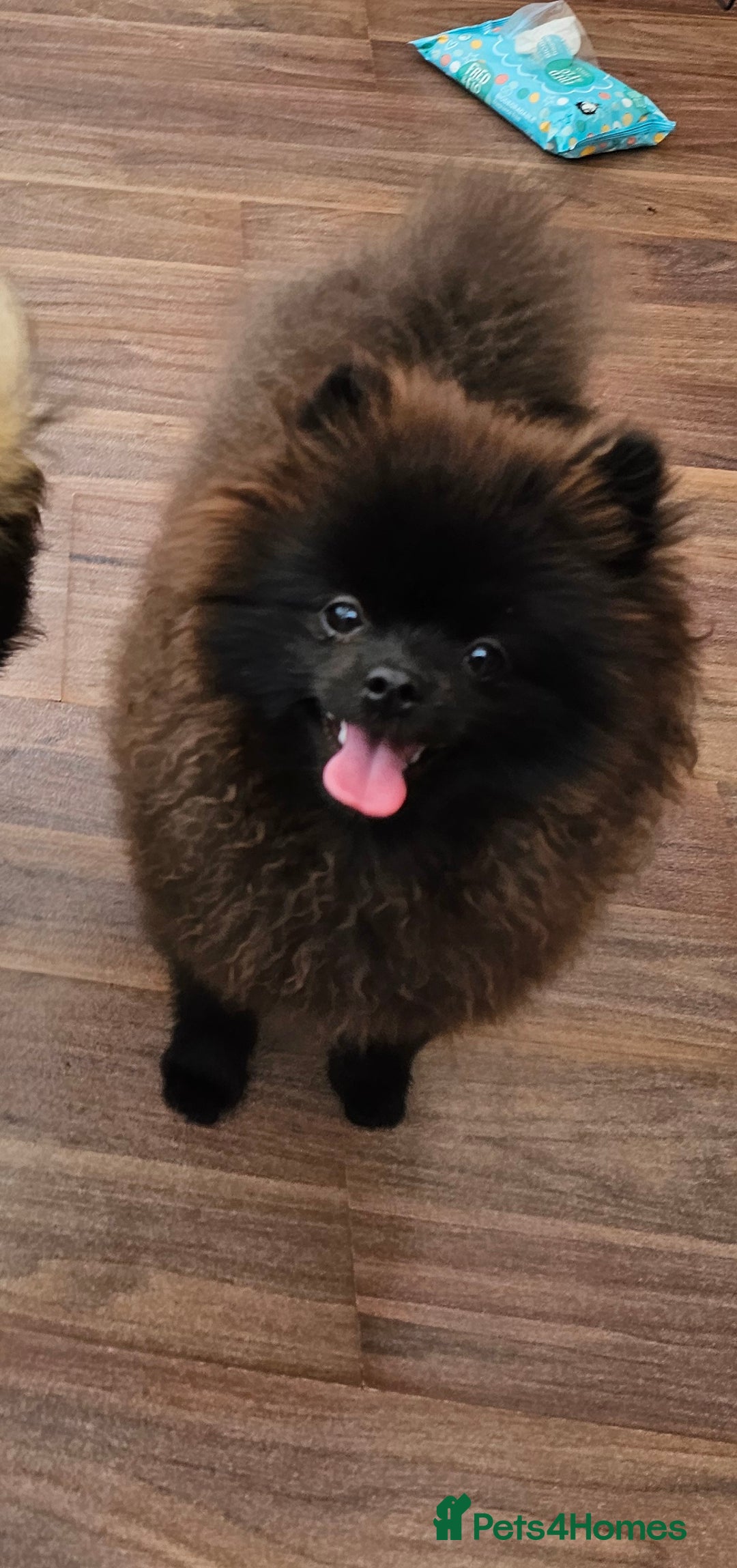 Pomeranian dogs for sale: Pomeranian Boy Pup - Image 6