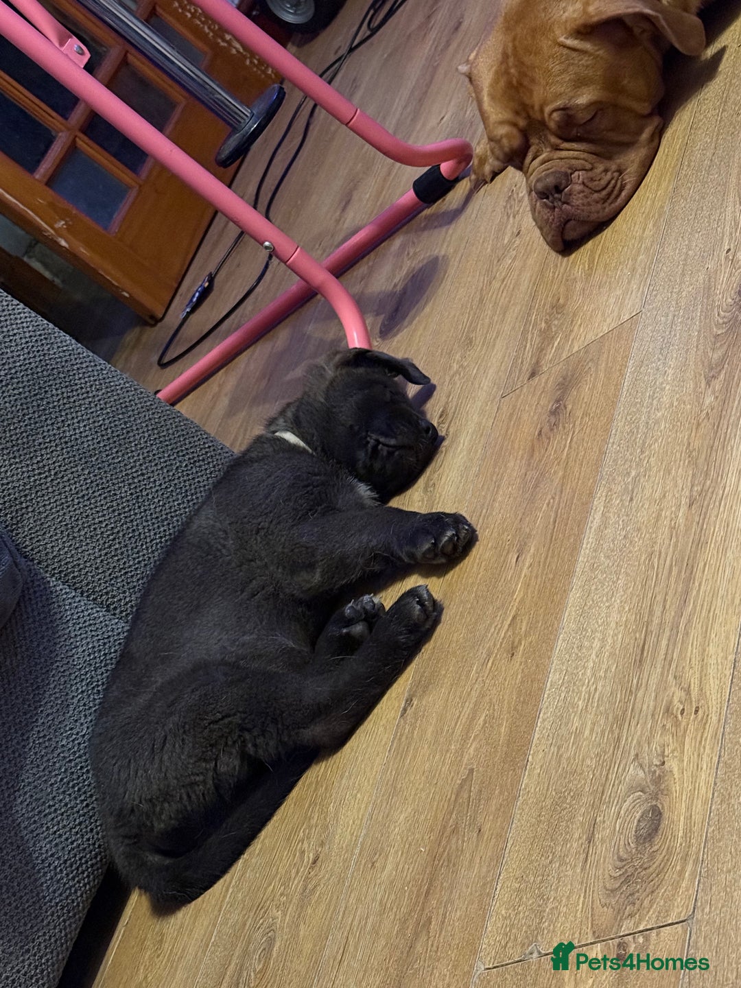 Mixed Breed dogs for sale: 3 x male puppies DDB x  - Image 7