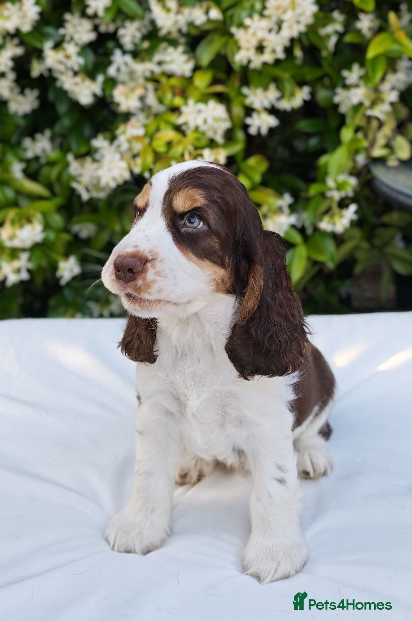 Cocker Spaniel dogs 🩵 Last Quality Show Cocker Boy- READY NOW! 🩵 - Advert 12