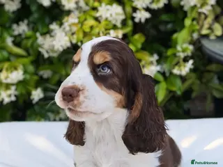 Cocker Spaniel dogs 🩵 Last Quality Show Cocker Boy- READY NOW! 🩵 - Advert 12