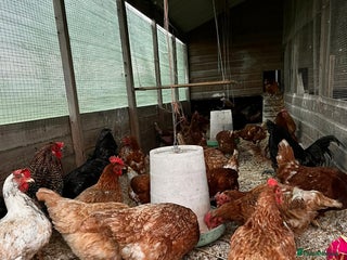 Chickens poultry White and brown rescue hens - Advert 1