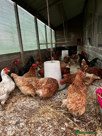 Chickens poultry White and brown rescue hens - Advert 1