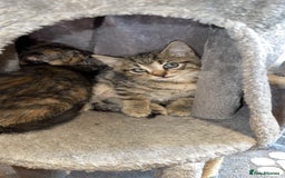 Bengal cats for sale: Kitten and mother for sale - Image 5
