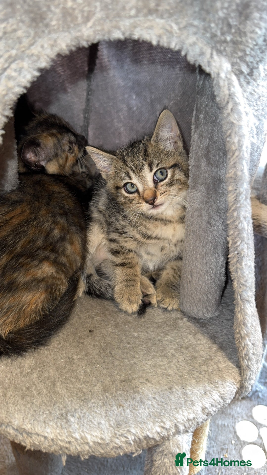 Bengal cats for sale: Kitten and mother for sale - Image 5
