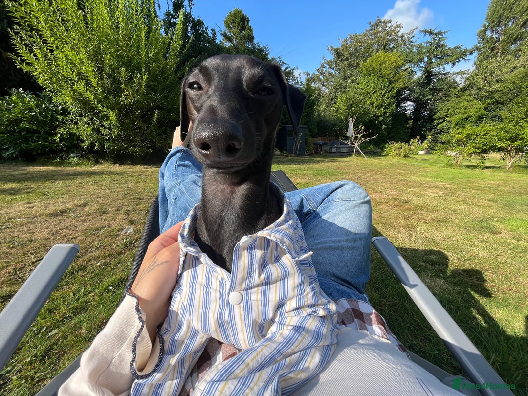 Italian Greyhound dogs for stud: Italian greyhound STUD  - Image 6