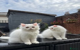 Persian cats for sale: 2 white Gorgeous Persian Boys - Image 29