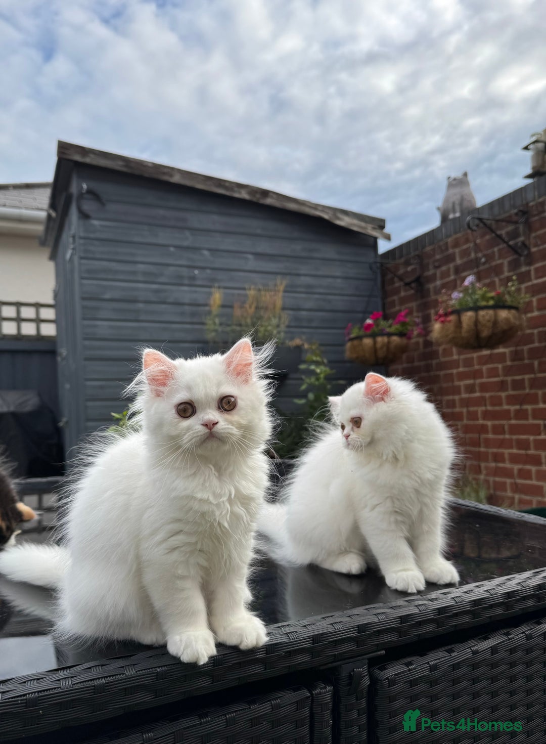 Persian cats for sale: 2 white Gorgeous Persian Boys - Image 29