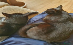 British Shorthair cats for sale: 2 Beautiful Boys for Sale - Image 6