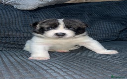 Akita dogs for sale: American Akita puppy’s  - Image 13
