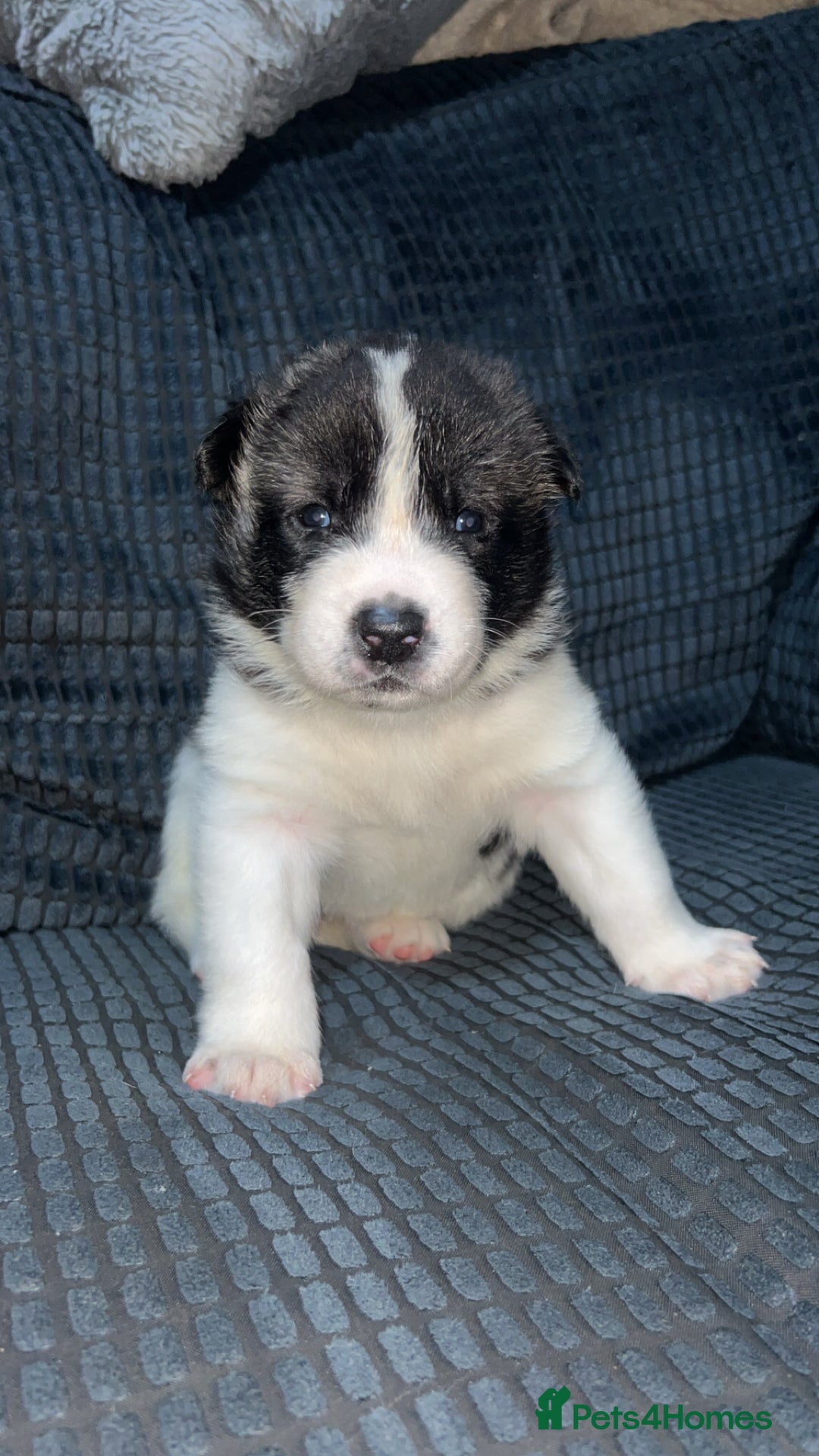 Akita dogs for sale: American Akita puppy’s  - Image 13