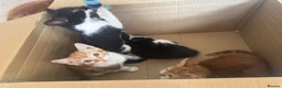 Mixed Breed cats for sale: Lovely kittens ready NOW!! - Advert 17