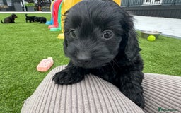 Mixed Breed dogs for sale: Stunning Daxipoo both parents kc,  health tested - Image 1