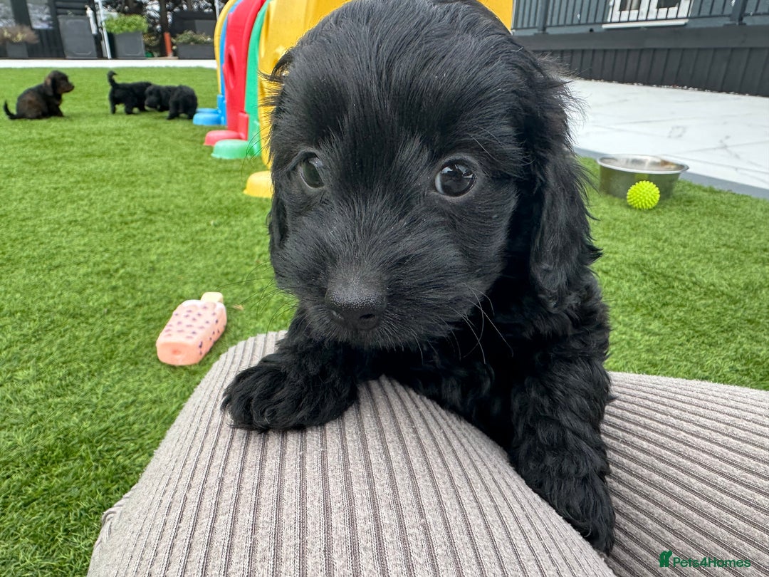 Mixed Breed dogs for sale: Stunning Daxipoo both parents kc,  health tested - Image 1