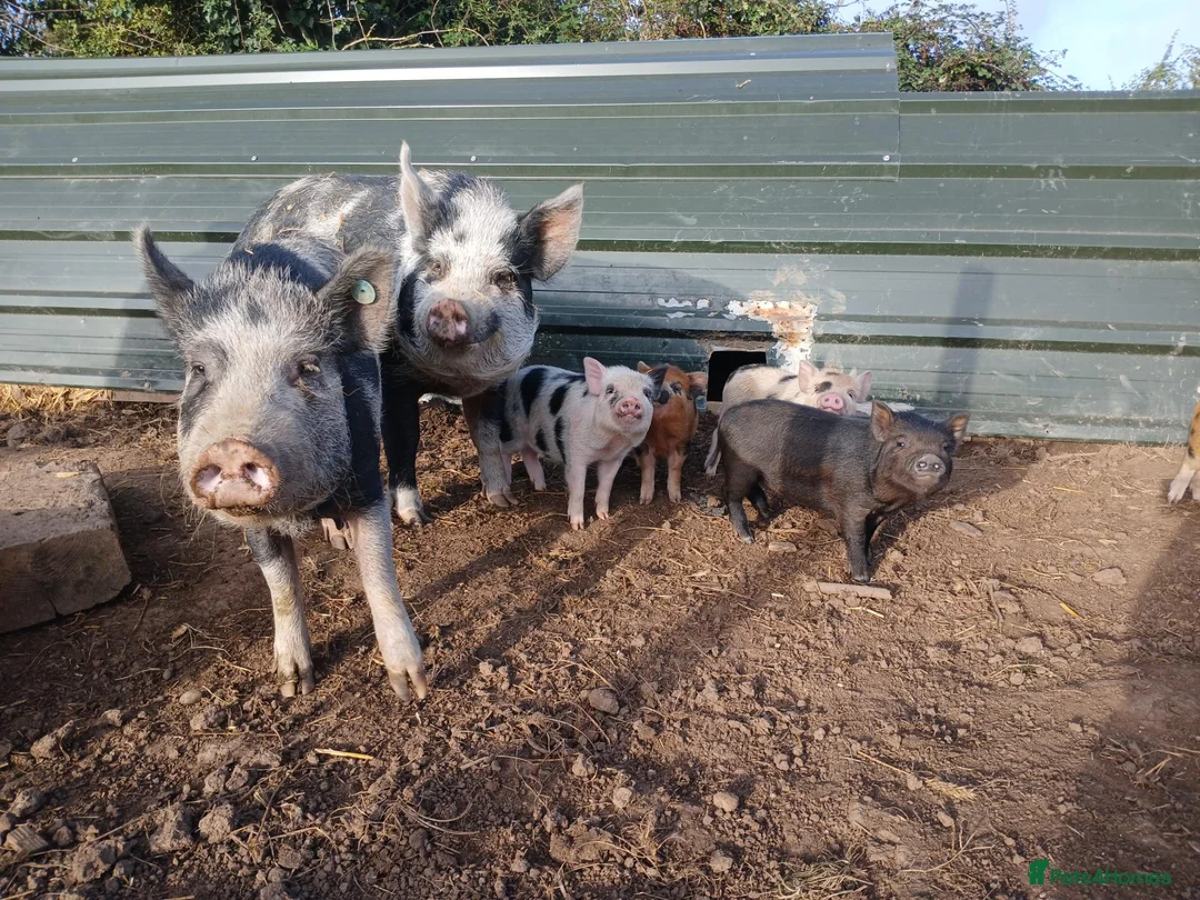 Pig livestock for sale: Beautiful mini pigs - Advert 1