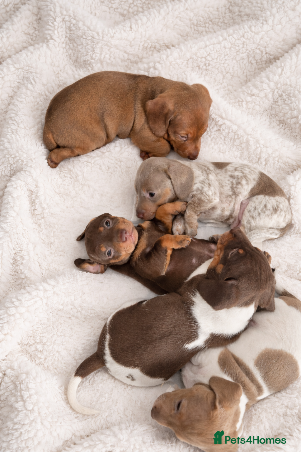 Miniature Dachshund dogs Miniature dachshund puppies  - Advert 3