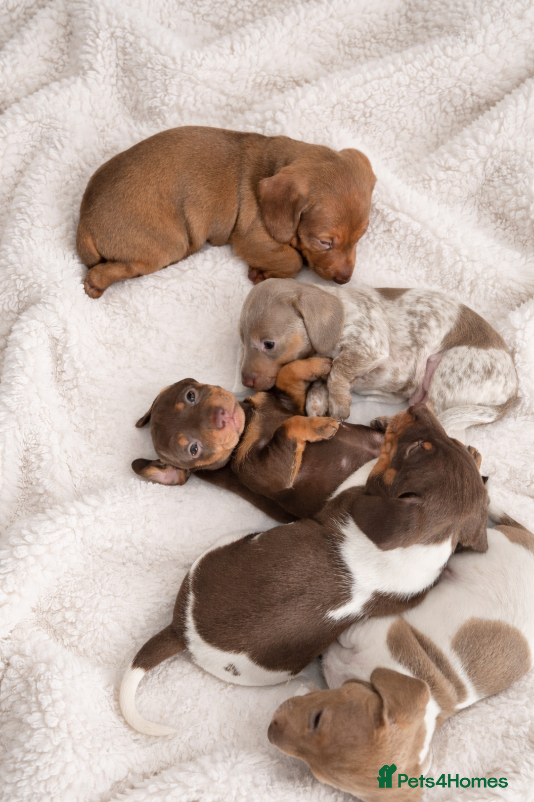 Miniature Dachshund dogs for sale: Miniature dachshund puppies  - Advert 1