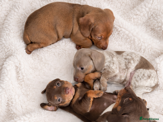 Miniature Dachshund dogs Miniature dachshund puppies - Advert 17