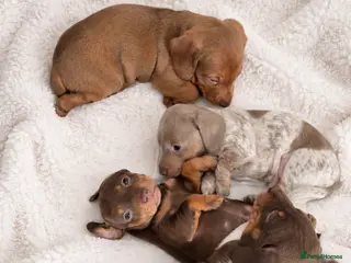 Miniature Dachshund dogs Miniature dachshund puppies - Advert 18