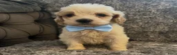 Cockapoo dogs for sale: Cockapoo puppies for sale  in Wednesbury - Advert 8