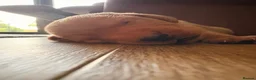 Labrador Retriever dogs for sale: Beautiful Pedigree Fox Red Labrador Puppies in Honiton - Advert 10