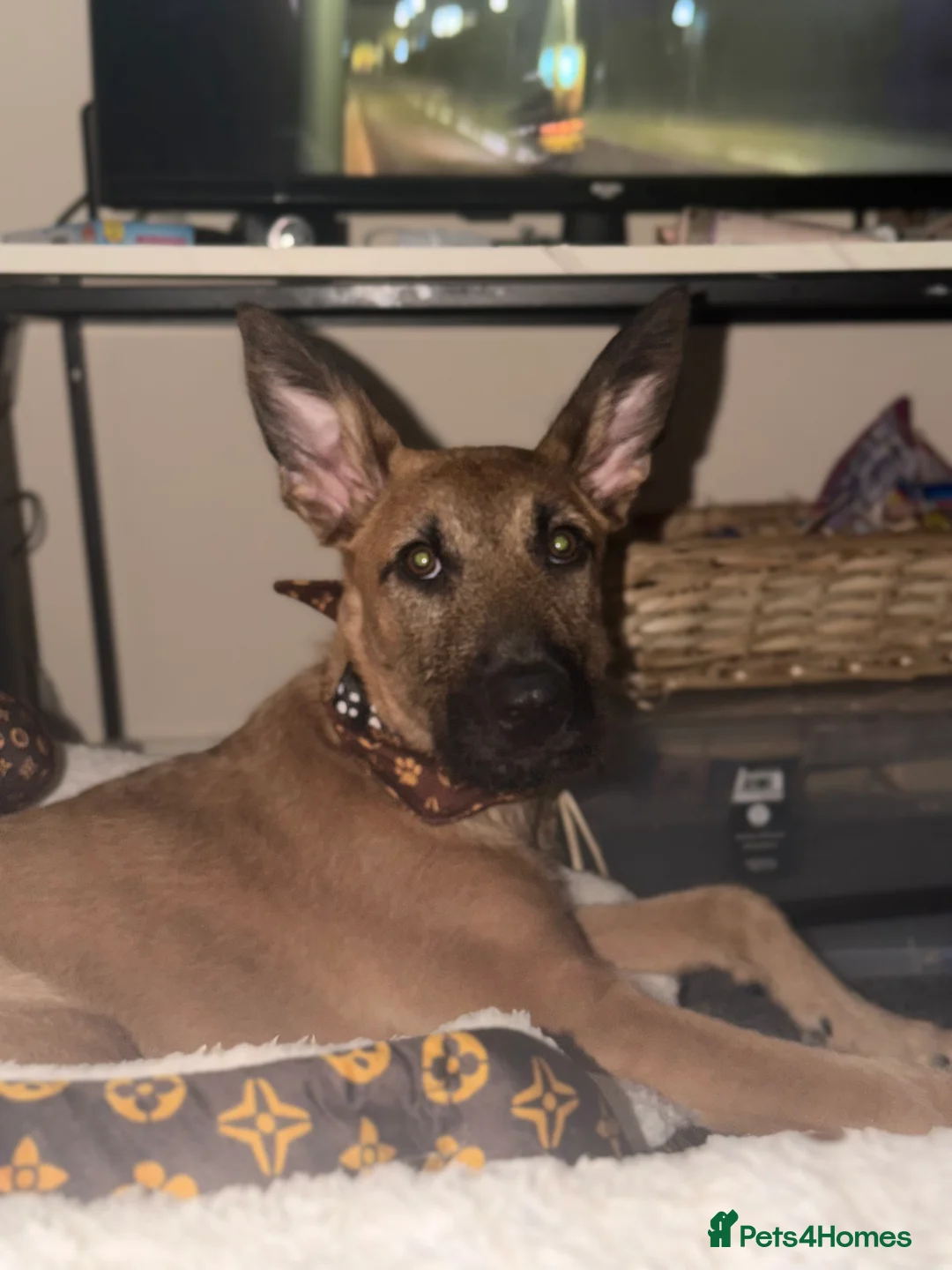 Mixed Breed dogs for sale: GIZMO | PUPPY | GERMAN SHEPARD X LURCHER in Scunthorpe - Advert 3