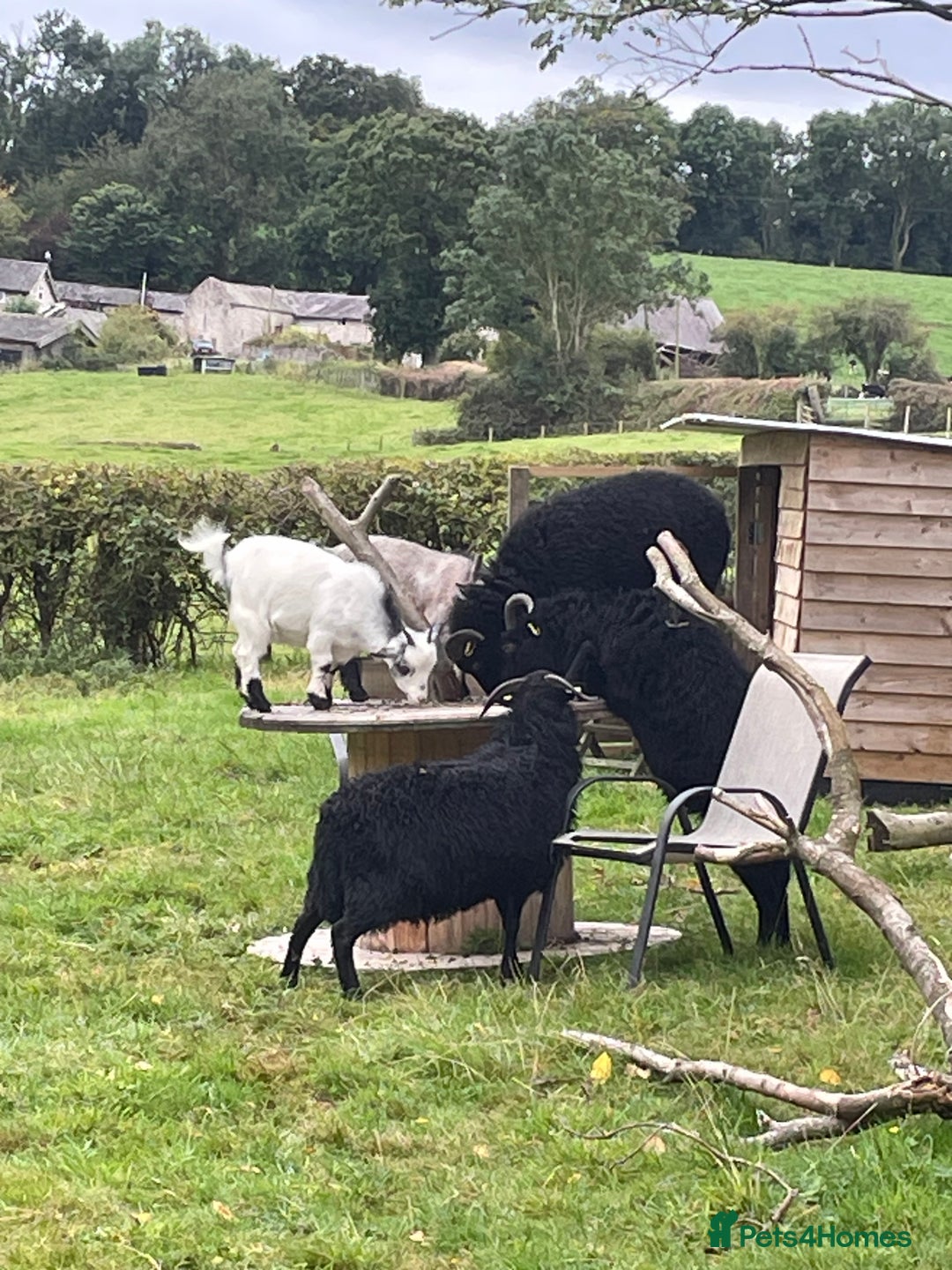 Sheep livestock for sale: REGISTERED HEBRIDEAN EWES - Advert 5