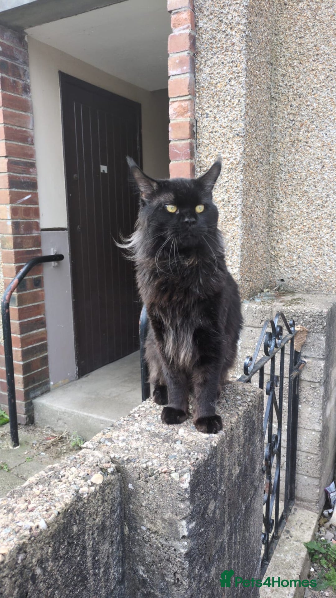 Maine Coon cats for sale: Main coon kitten - Advert 8