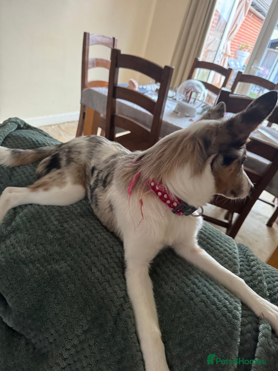 Border Collie dogs for sale: Loving girl  - Advert 1