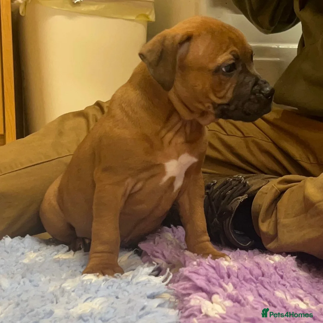 Staffordshire Bull Terrier dogs for sale: 7 Red Staffordshire Bull Terrier pups  - Advert 27