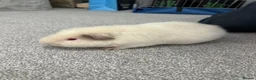 Guinea Pig rodents for sale: Two teddy guinea pigs (boar)  in Newport - Advert 3