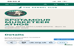 Dalmatian dogs for sale: Our gorgeous Liver boy  - Image 3