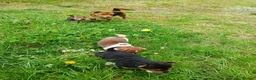 Jack Russell dogs for sale: 4 beautiful Jack Russel puppies £700 - Advert 13