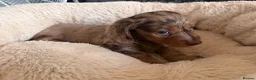 Miniature Dachshund dogs for sale: Miniature dachshund male available  - Advert 3