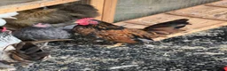 Chickens poultry for sale: 2 Serema cocks 3 months old - Advert 9