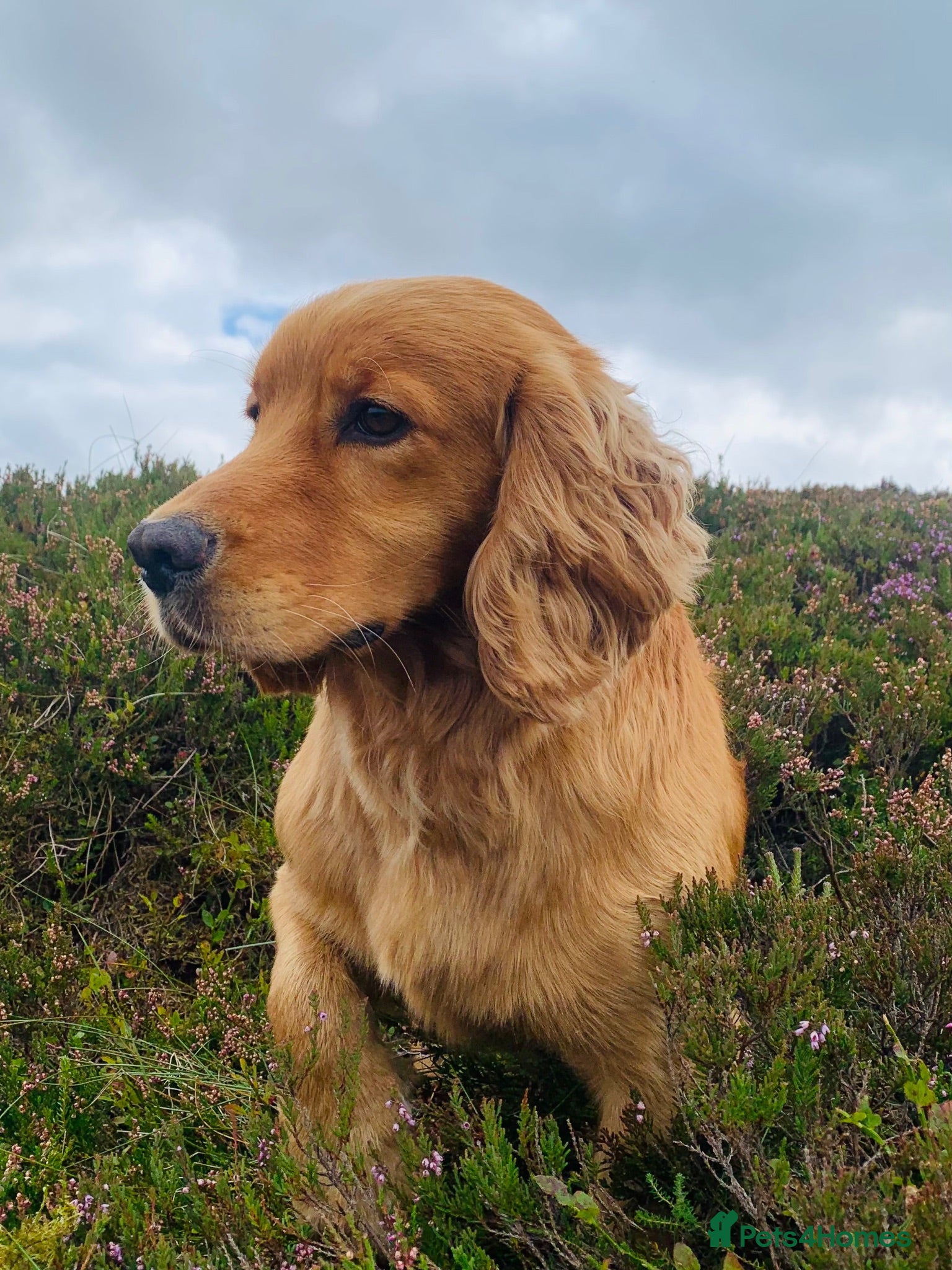 Cocker Spaniel dogs kc reg health tested working cocker - Advert 1