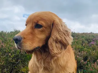 Cocker Spaniel dogs kc reg health tested working cocker - Advert 1