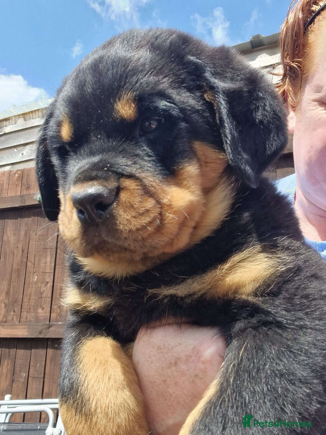 Rottweiler dogs for sale: Old fashioned big rottweiler pups  - Image 14