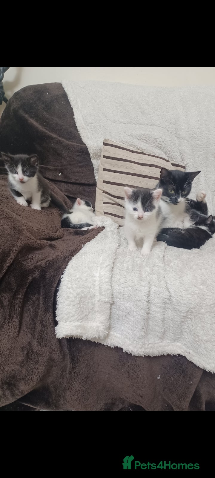 Mixed Breed cats for sale: 4 beautiful kittens.  - Advert 1