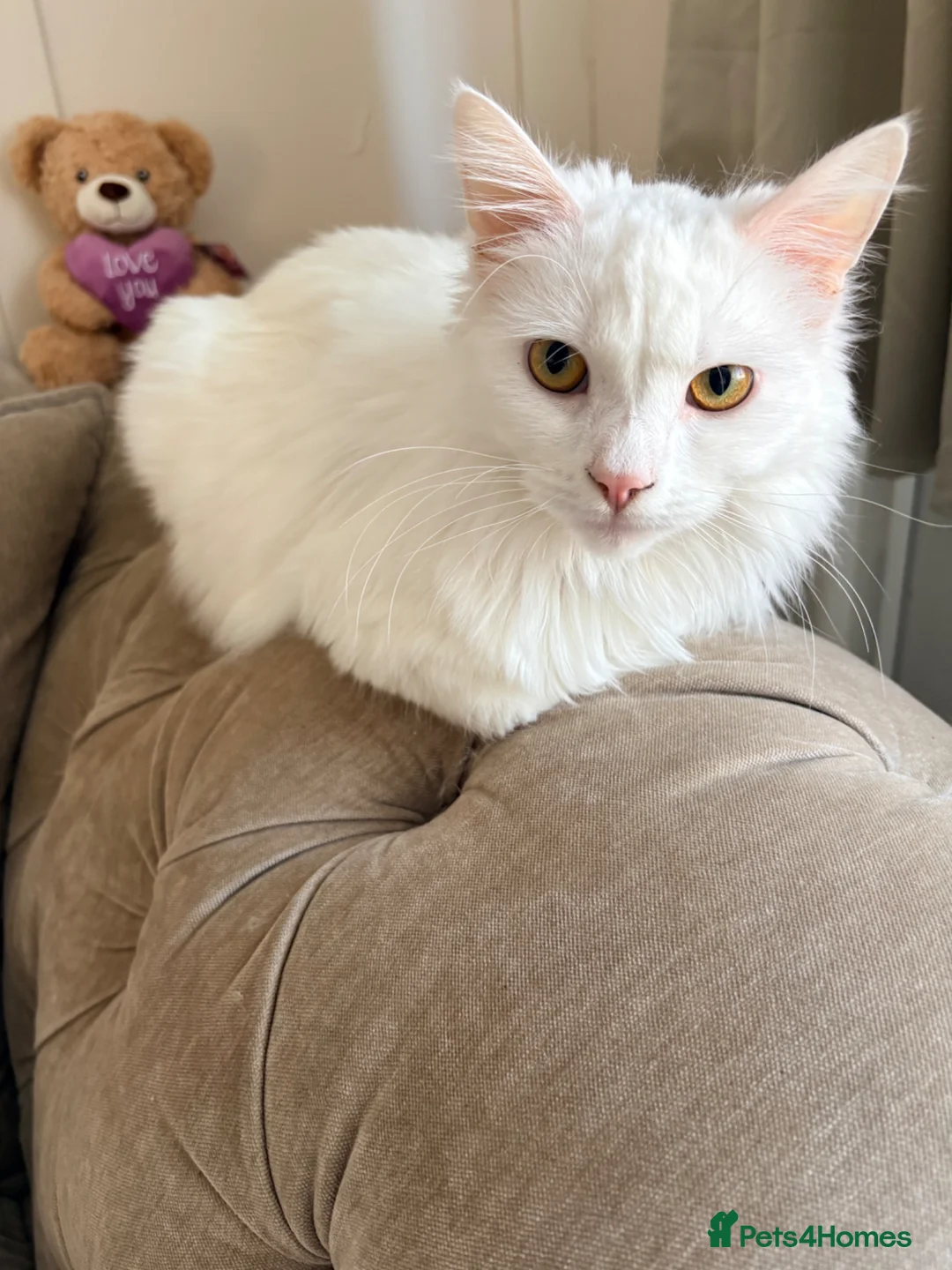 Turkish Angora cats for sale: Mum and daughter Turkish angora - Advert 2
