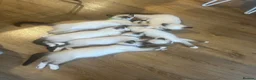Ragamese cats for sale: Stunning Ragdoll x Thai Siamese - Advert 10