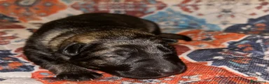 German Shepherd Puppy 3