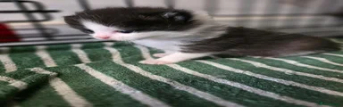 British Shorthair Kitten 1