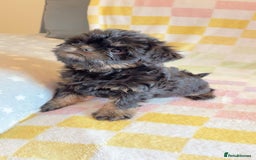 Griffon Bruxellois dogs for sale: Exceptionally confident beautys - Image 1