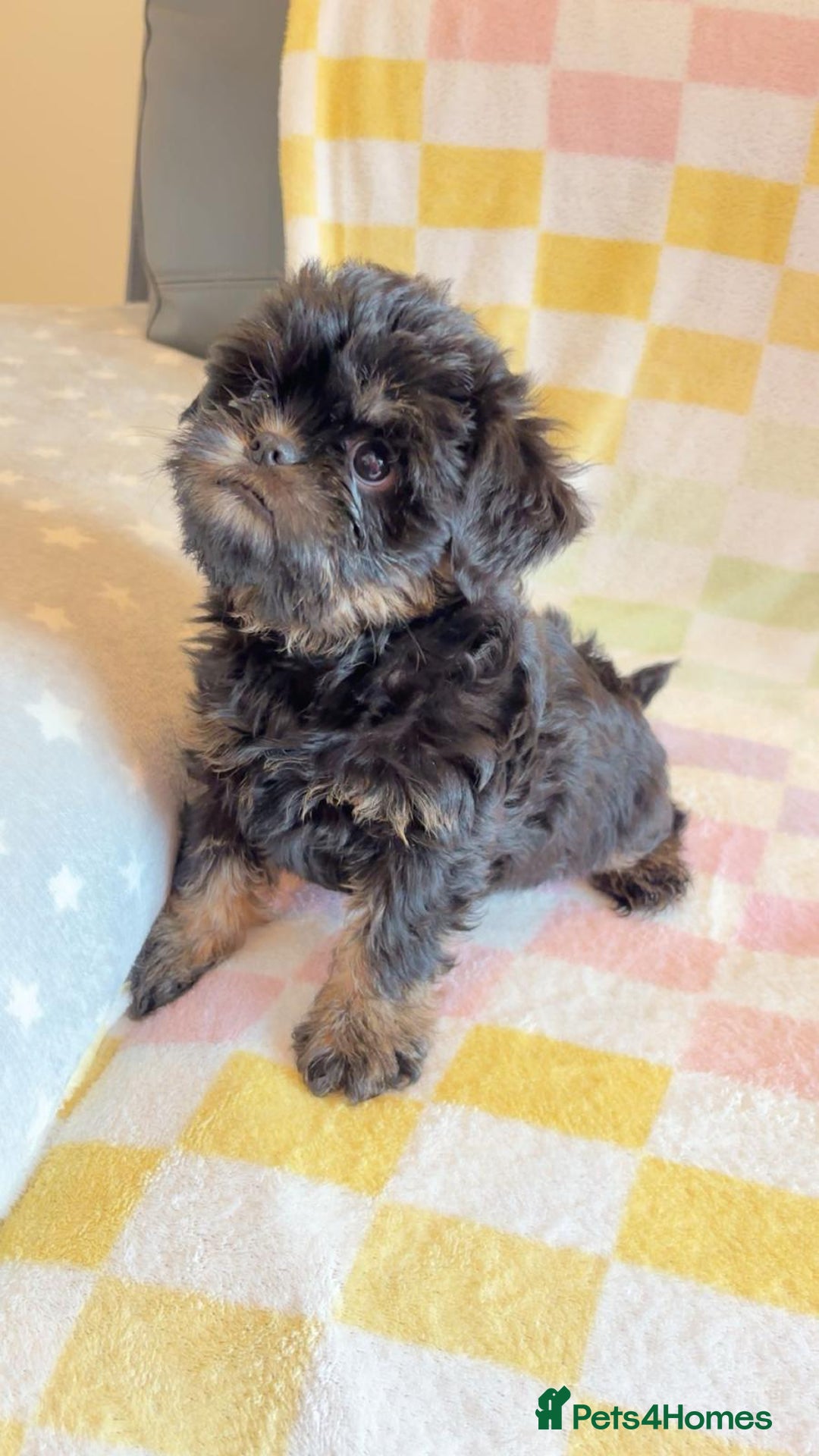 Griffon Bruxellois dogs for sale: Exceptionally confident beautys - Image 1