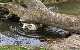 Border Collie dogs for sale: Young border collie - Image 3