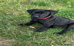 Labrador Retriever dogs for sale: FULLY HEALTH TESTED LABRADOR PUP - Image 4